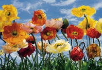 Komar Floral - артикул 8-257