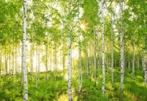 Komar Gallery - артикул 8-519