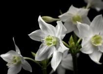 Komar Floral - артикул 4-259