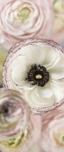 Komar Floral - артикул 2-1884K