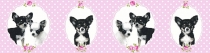 A.S Creation Little Stars - артикул 35850-2