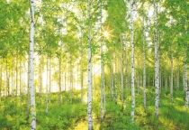 Komar Into Illusions 2 - артикул XXL4-519