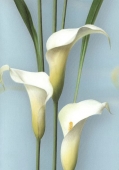 Andrea Rossi Gorgona - артикул 54139-7