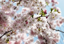 Komar Floral - артикул 8NW-507